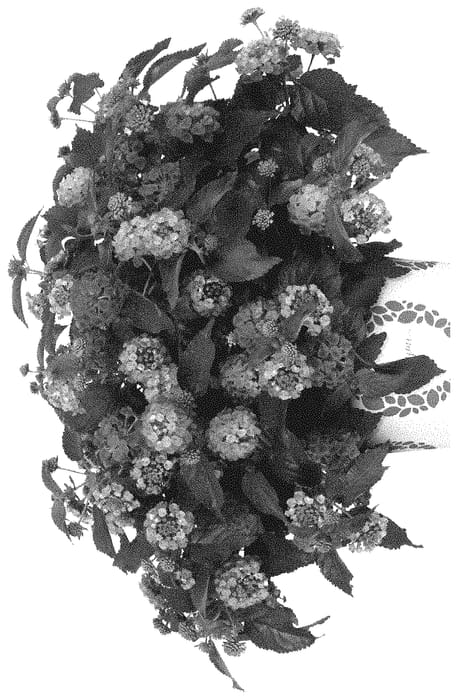 Figure 1 of US plant patent PP35242, the photograph of Dolanhearora printed in the patent.