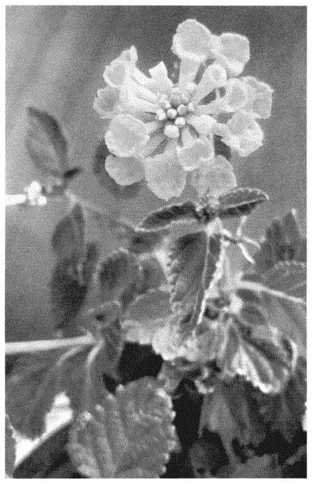 Figure 1 of US plant patent PP35243, the photograph of PII-LC1 printed in the patent.