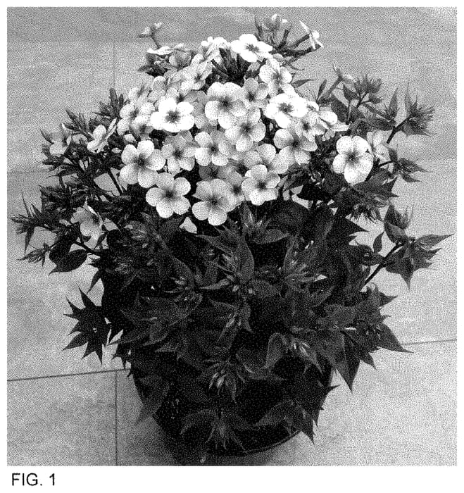 Figure 1 of US plant patent PP35244, the photograph of Dophlearlapop printed in the patent.