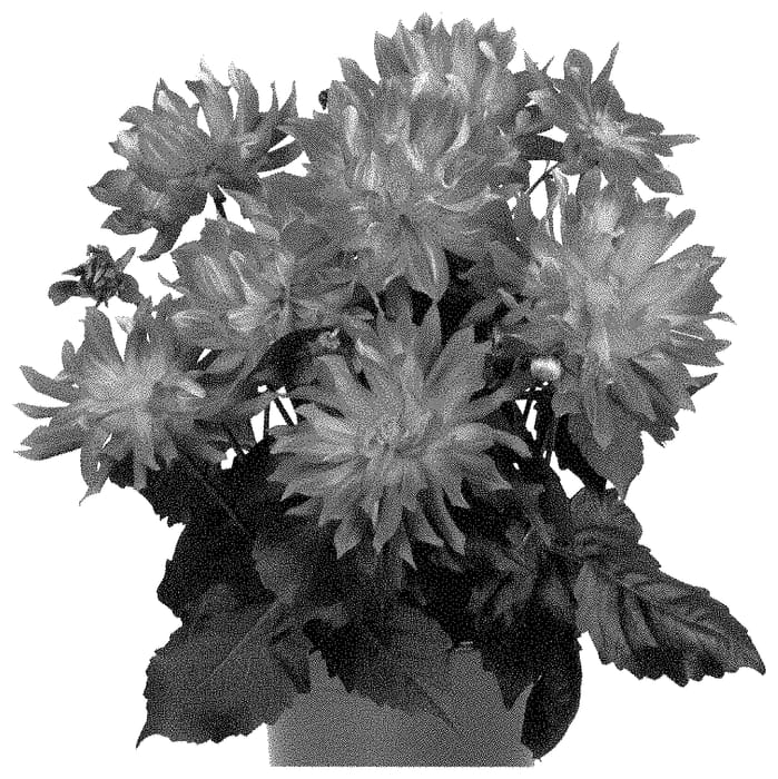 Figure 1 of US plant patent PP35245, the photograph of Dodahacax printed in the patent.