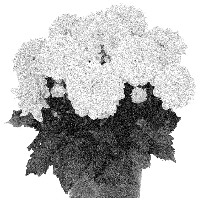 Figure 1 of US plant patent PP35246, the photograph of Dodahhypyel 22 printed in the patent.