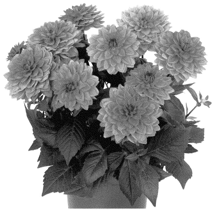 Figure 1 of US plant patent PP35247, the photograph of Dodahyppin printed in the patent.
