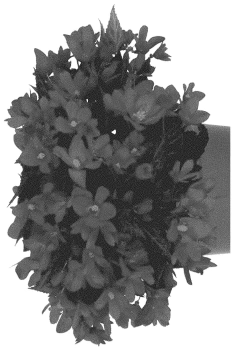 Figure 1 of US plant patent PP35248, the photograph of Dobegicbacre printed in the patent.