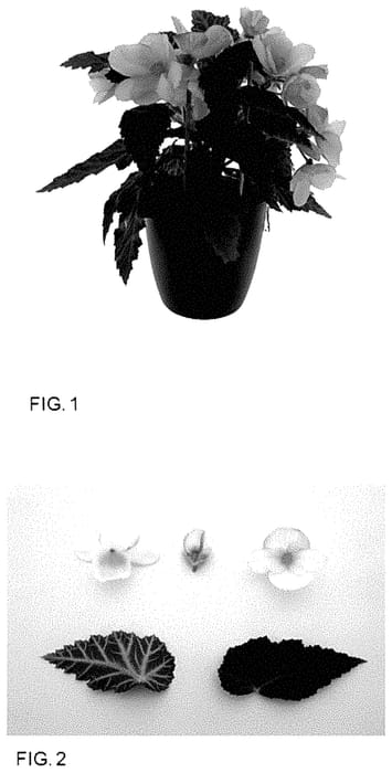 Figure 1 of US plant patent PP35249, the photograph of KROUTBA01 printed in the patent.