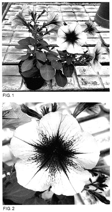 Figure 1 of US plant patent PP35250, the photograph of Keipehabham printed in the patent.