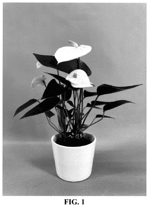 Figure 1 of US plant patent PP35251, the photograph of AN2845192 printed in the patent.