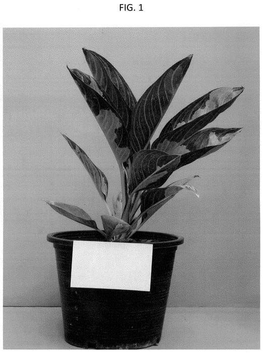 Figure 1 of US plant patent PP35252, the photograph of Sumalee printed in the patent.