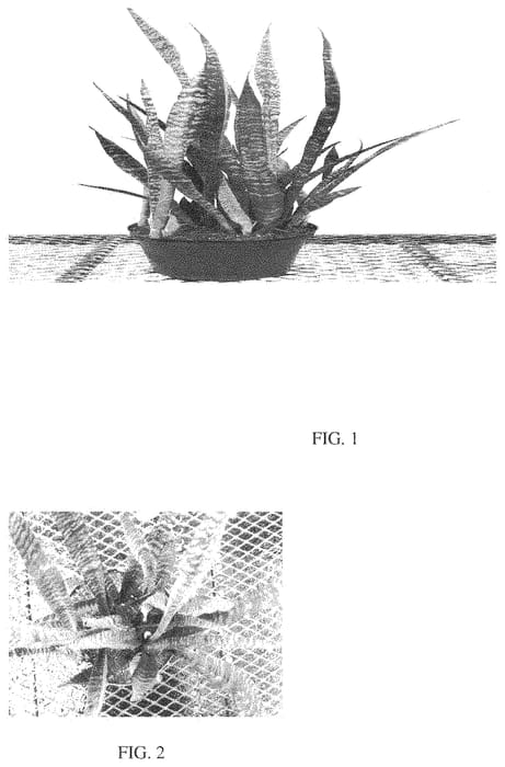 Figure 1 of US plant patent PP35253, the photograph of Pheasant Tail printed in the patent.