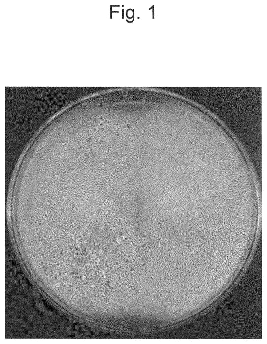Figure 1 of US plant patent PP35254, the photograph of YUKIGUNIMAI 14GO printed in the patent.
