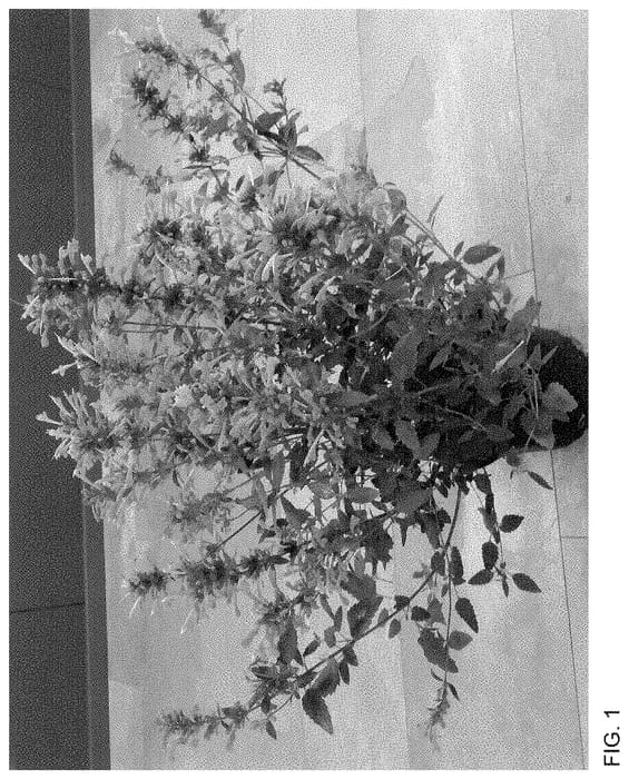 Figure 1 of US plant patent PP35255, the photograph of Doagabetamber printed in the patent.