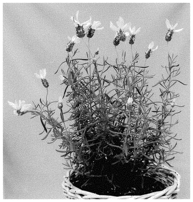 Figure 1 of US plant patent PP35256, the photograph of IB6101 printed in the patent.