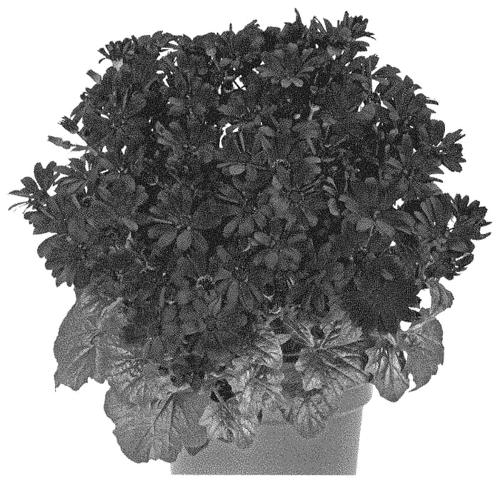 Figure 1 of US plant patent PP35257, the photograph of Dosenmapu printed in the patent.