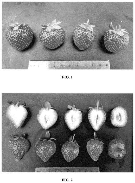 Figure 1 of US plant patent PP35258, the photograph of EMR 639 printed in the patent.
