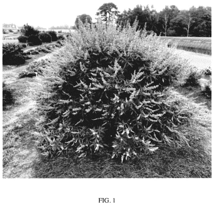 Figure 1 of US plant patent PP35259, the photograph of Bailtexthree printed in the patent.