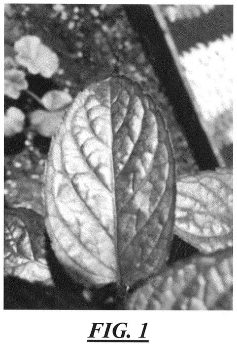 Figure 1 of US plant patent PP35260, the photograph of MP18 printed in the patent.