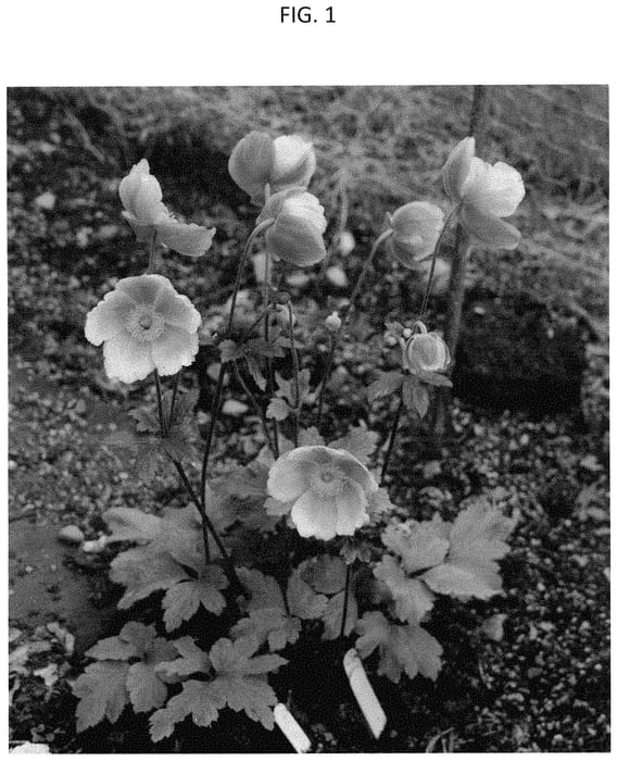 Figure 1 of US plant patent PP35261, the photograph of MACANE044 printed in the patent.