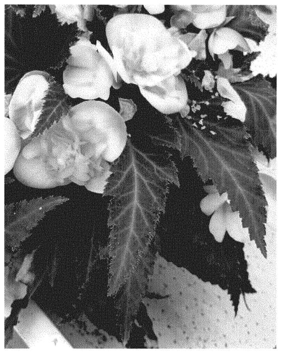 Figure 1 of US plant patent PP35262, the photograph of Dobegicsaf printed in the patent.