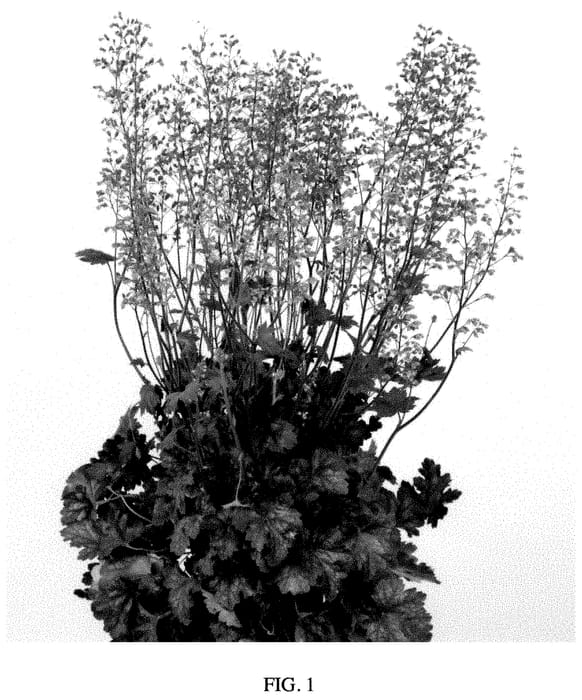 Figure 1 of US plant patent PP35263, the photograph of Toncka 377 printed in the patent.