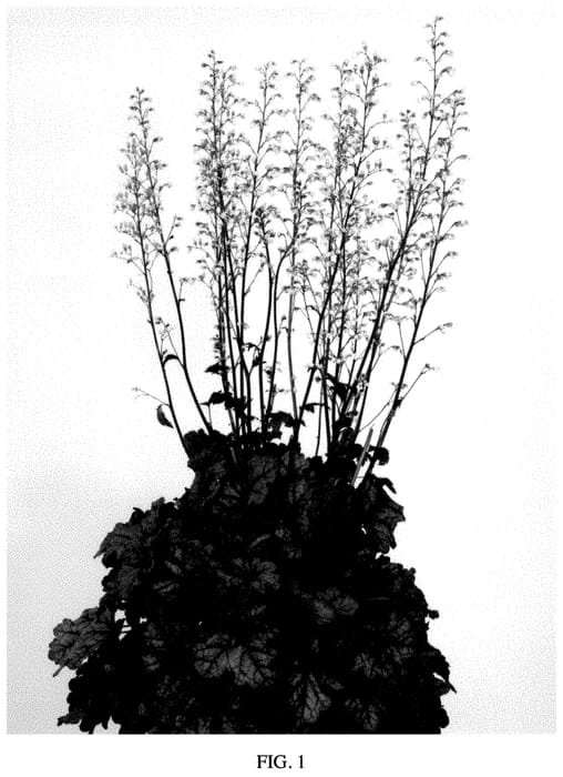 Figure 1 of US plant patent PP35264, the photograph of Toncka 390 printed in the patent.