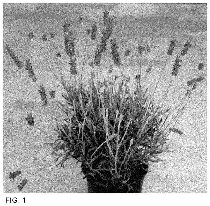 Figure 1 of US plant patent PP35265, the photograph of Dolavimpear printed in the patent.