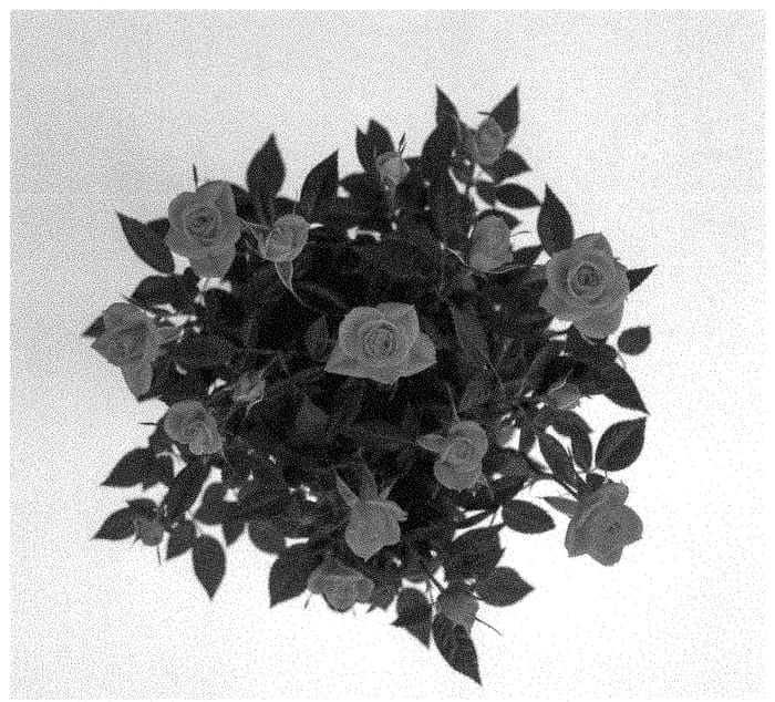 Figure 1 of US plant patent PP35266, the photograph of KORpot111 printed in the patent.