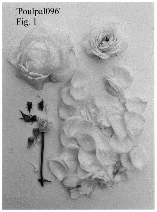 Figure 1 of US plant patent PP35267, the photograph of Poulpa1096 printed in the patent.