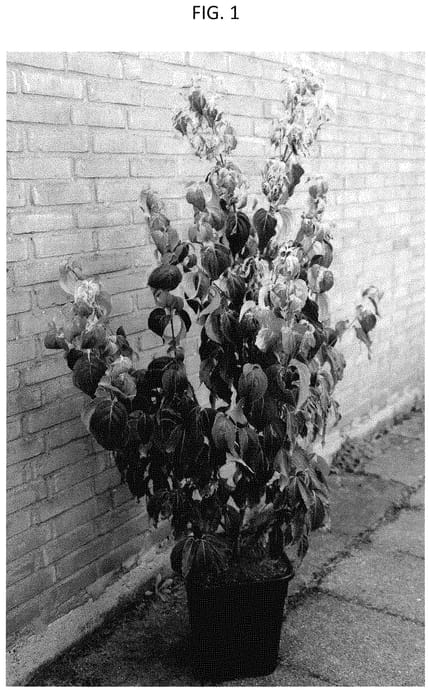 Figure 1 of US plant patent PP35268, the photograph of CORHEESFT printed in the patent.