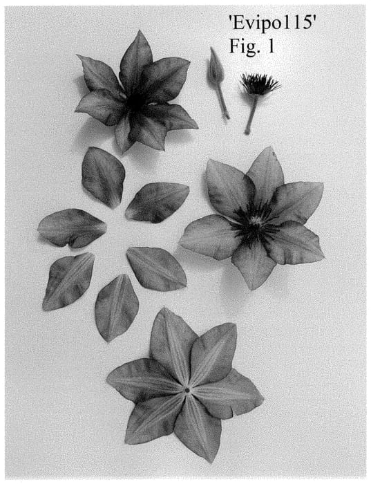Figure 1 of US plant patent PP35269, the photograph of Evipo115 printed in the patent.
