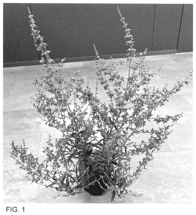 Figure 1 of US plant patent PP35270, the photograph of Doperjel printed in the patent.