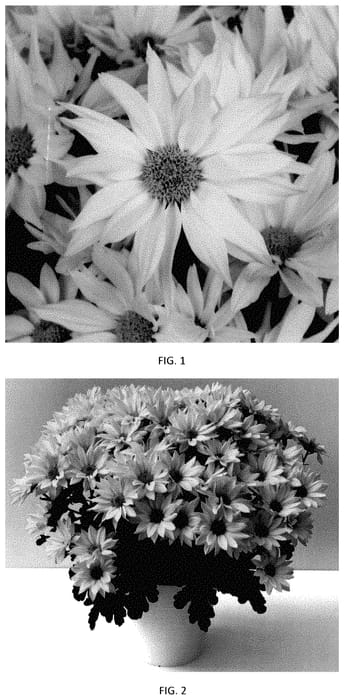 Figure 1 of US plant patent PP35271, the photograph of CIDZ0118 printed in the patent.