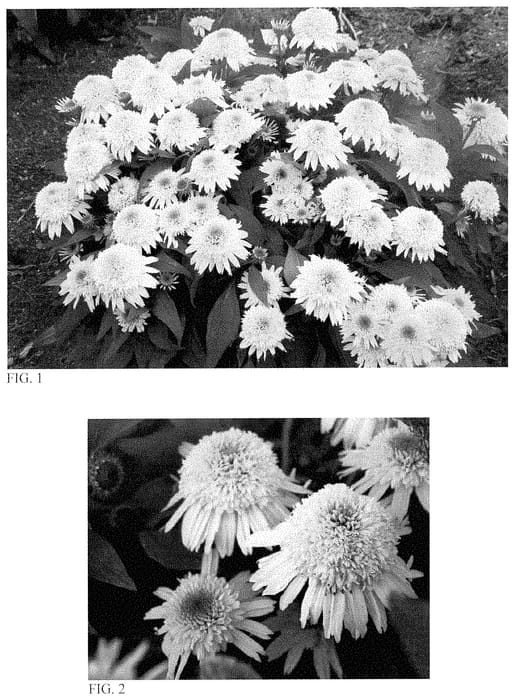 Figure 1 of US plant patent PP35272, the photograph of Butter Pecan printed in the patent.