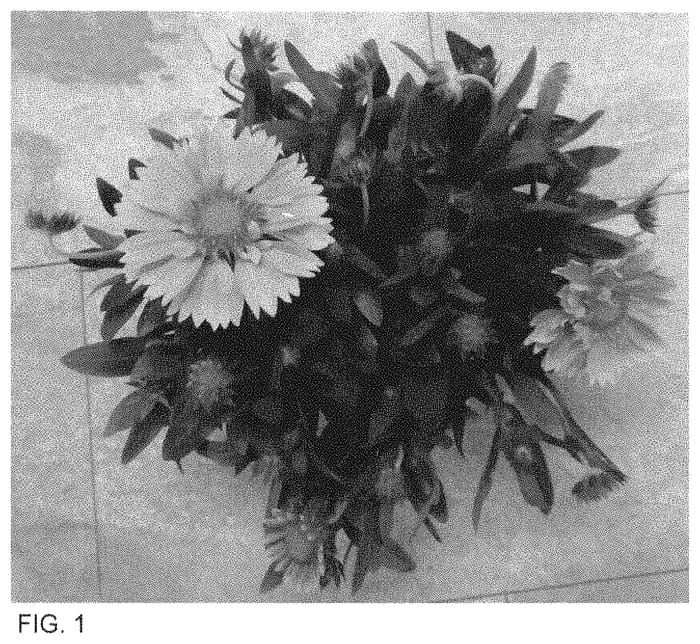 Figure 1 of US plant patent PP35273, the photograph of Dogailspinman printed in the patent.