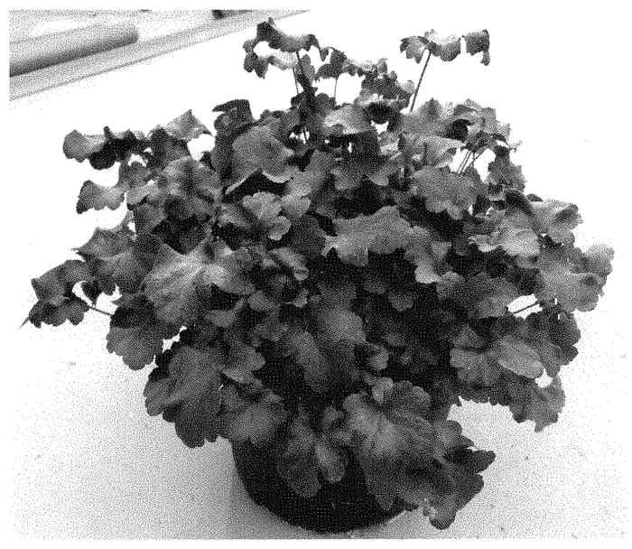 Figure 1 of US plant patent PP35274, the photograph of DOHEUGABECI printed in the patent.