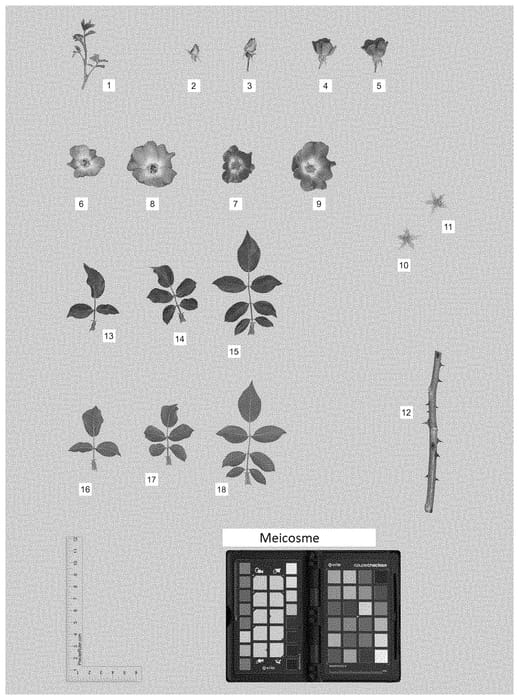 Figure 1 of US plant patent PP35275, the photograph of MEICOSME printed in the patent.