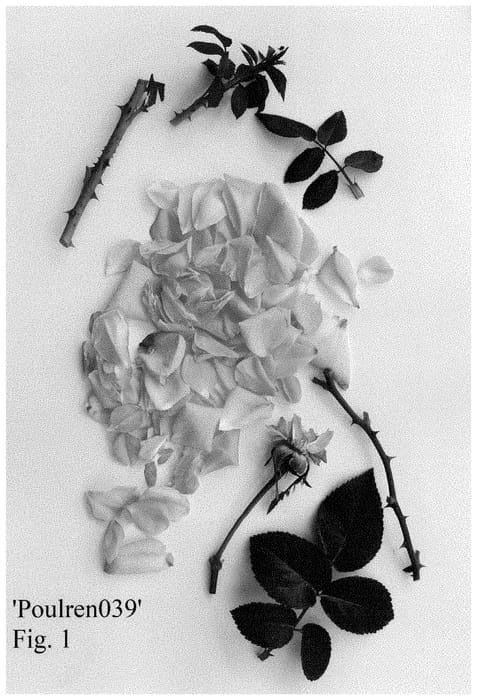 Figure 1 of US plant patent PP35276, the photograph of Poulren039 printed in the patent.
