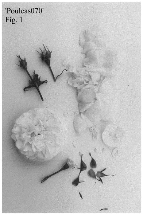 Figure 1 of US plant patent PP35277, the photograph of Poulcas070 printed in the patent.