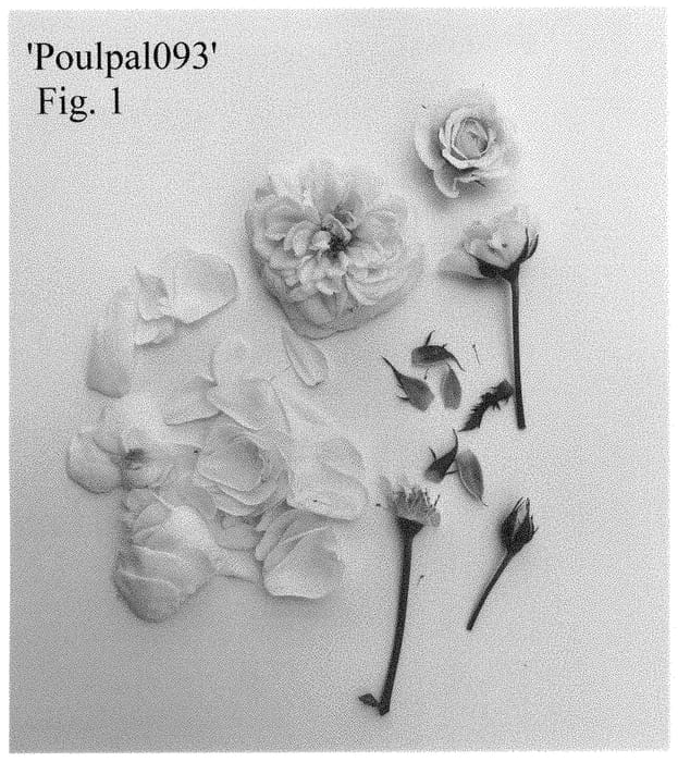 Figure 1 of US plant patent PP35278, the photograph of Poulpal093 printed in the patent.