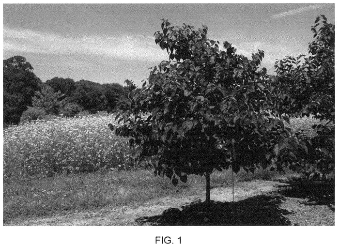 Figure 1 of US plant patent PP35279, the photograph of NC2017-6 printed in the patent.