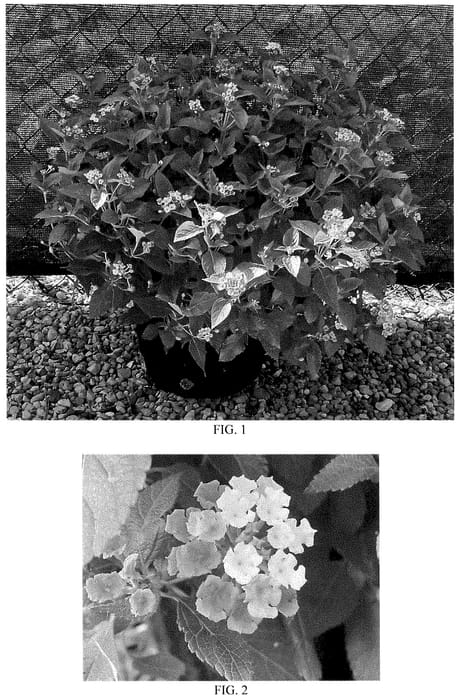 Figure 1 of US plant patent PP35280, the photograph of Baloominkim printed in the patent.