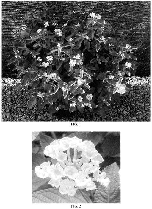 Figure 1 of US plant patent PP35281, the photograph of Baloomwite printed in the patent.