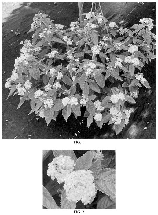Figure 1 of US plant patent PP35282, the photograph of Balucyeli24 printed in the patent.