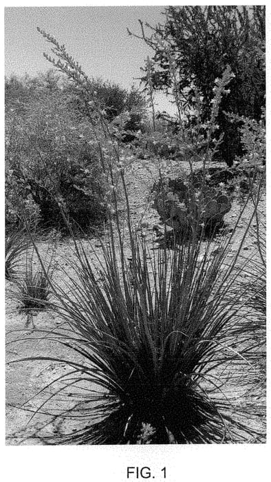 Figure 1 of US plant patent PP35283, the photograph of Little Giant printed in the patent.
