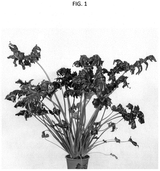 Figure 1 of US plant patent PP35284, the photograph of PHELS02 printed in the patent.
