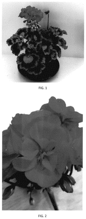 Figure 1 of US plant patent PP35285, the photograph of PEQZ0096 printed in the patent.