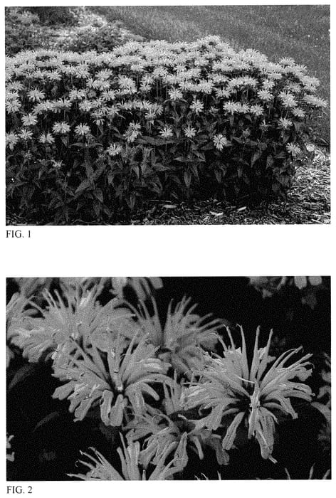 Figure 1 of US plant patent PP35287, the photograph of Pink Chenille printed in the patent.