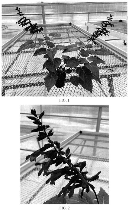 Figure 1 of US plant patent PP35288, the photograph of Balsalpazy printed in the patent.