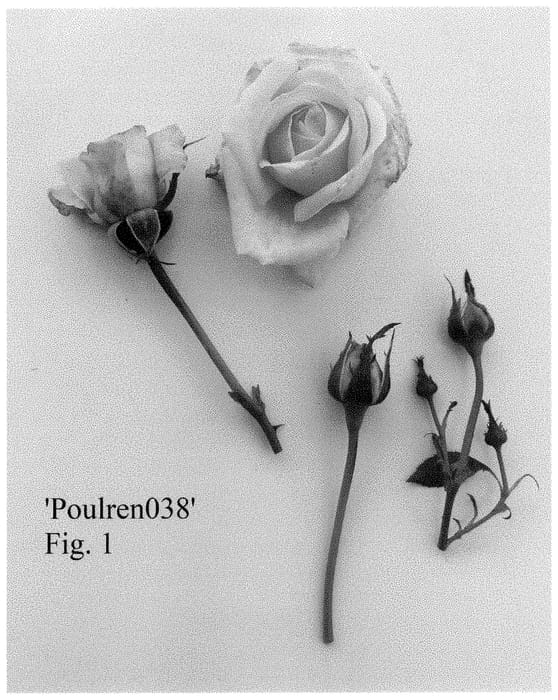 Figure 1 of US plant patent PP35289, the photograph of Poulren038 printed in the patent.