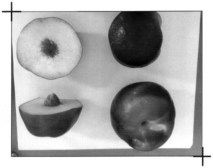 Figure 1 of US plant patent PP35290, the photograph of Wanectseven printed in the patent.