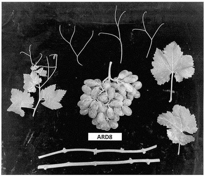 Figure 1 of US plant patent PP35291, the photograph of ARD8 printed in the patent.