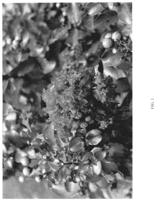 Figure 1 of US plant patent PP35292, the photograph of BD-01-20 printed in the patent.
